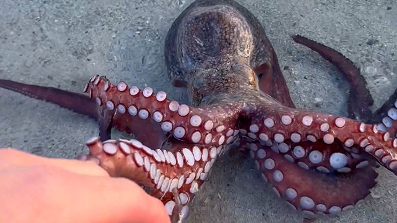 Χταπόδι βγήκε στη στεριά - Δεν φαντάζεστε τον λόγο (vid)