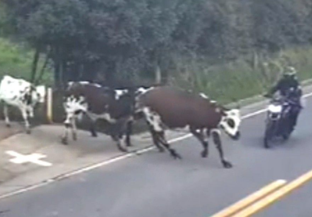 Κολομβία: Σοκαριστικό ατύχημα αγελάδας με μοτοσικλετιστή (vid)