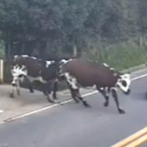 Κολομβία: Σοκαριστικό ατύχημα αγελάδας με μοτοσικλετιστή (vid)