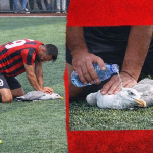 Πολλά μπράβο: Ποδοσφαιριστής κάνει ΚΑΡΠΑ και σώζει γλάρο που χτυπήθηκε από τερματοφύλακα (vid)