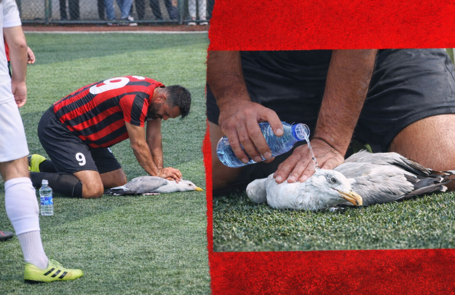 Πολλά μπράβο: Ποδοσφαιριστής κάνει ΚΑΡΠΑ και σώζει γλάρο που χτυπήθηκε από τερματοφύλακα (vid)